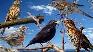 Весенние голоса дроздов (5 видов) | Документальные фильмы о птицах | Дзен