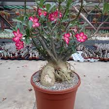 Image result for Adenium multiflorum