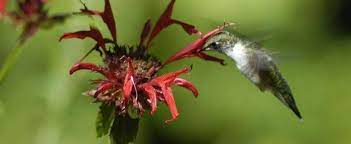 Monarda Bee Balm Beebalm Bergamot Firecracker Plant Horsemint Mountain Mint Oswego Tea Monarda Didyma Jacob Cline