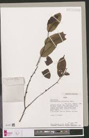 Image result for Chrysophyllum welwitschii