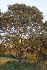 Image result for Pterocarpus rotundifolius
