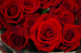 Check spelling or type a new query. Valentine S Day 2017 Top 6 Most Romantic Flowers For Your Special Someone