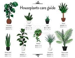 Monstera Parlor Palm Ficus Pothos Aloe Snake Plant Yucca House Plant Care Plants Plant Pests