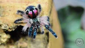 So, it's a friendly species, but it still isn't recommended that you handle it! Typhochlaena Seladonia Brazilian Jewel My Monsters