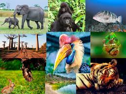La diversidad biológica es la vida. La Biodiversidad O Diversidad Biologica Es La Gran Variedad De Ecosistemas