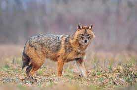 The day of the jackal: First Golden Jackal In Hainich National Park Germany