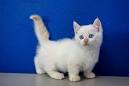 Munchkin Kitty Home (719) 357-9454 - Munchkin Kitten for sale
