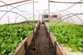 The farm was formerly part of the sarsden estate in oxfordshire. Incredible Rooftop Farm Takes Over Israel S Oldest Mall To Grow Thousands Of Organic Vegetables