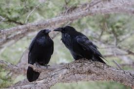 Common Ravens Black Bird Animals Raven And Wolf