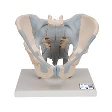 Female body anatomy 3d model. Human Male Pelvis Skeleton Model With Ligaments 2 Part 3b Smart Anatomy 1013281 3b Scientific H21 2 Genital And Pelvis Models Anatomical Models
