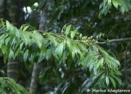 Image result for Strombosia