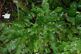 Image result for Asplenium laurentii