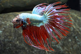 Betta Male Crowntail Dragonscale Betta Splendens Azgardens Com