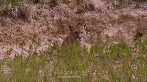 Video Of The Day Watch As One Of Many Rescued Mountain Lions Enjoys Their Large Acreage Habitat Videooftheday The Mountain Lion Habitats Animal Sanctuary