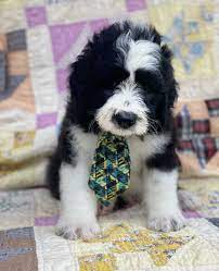 3b kennel has a 8 week old pup, ready for her new home. Lucky Sheepadoodle Male Puppie For Sale At Belleville Arkansas Vip Puppies