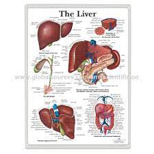 You can set your browser to block or alert you about these cookies, but some parts of the site will not then work. Liver 3d Anatomical Charts Global Sources