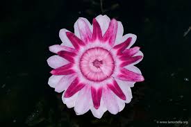 Scarica il tema fiori estivi. Giardini La Mortella Piante Acquatiche