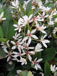 Image result for Hippocratea indica