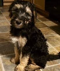 The first picture of each doodle is when they are 3. Pin On Koda