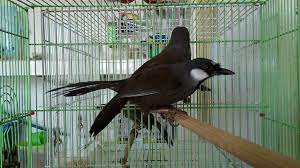 Ud Jalak Suren Klaten Jalak Burung Bali