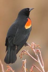Birds Of Central Oregon Wild Birds Of Central Oregon Black Bird Red Wing Blackbird Backyard Birds