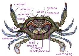 Feet loaf for halloween party. When Eating Crabs You Should Know Their Anatomy Crab Maryland Blue Crab Blue Crab