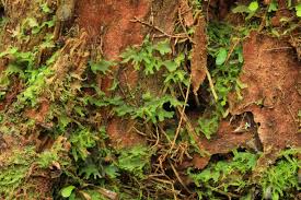 Image result for Vittaria