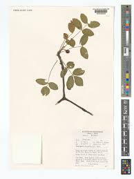 Image result for Commiphora caerulea