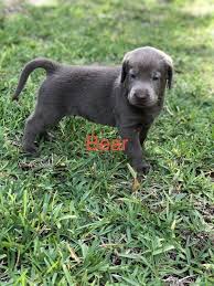 If you adopt a puppy which is feeding on mother's milk and feed him dog food, he'll have serious digestion issues. Bear Male Silver Lab Born Sept 15 Adopt Labrador Retriever S For Sale At Vip Puppies Labrador Retriever Labrador Retriever Puppies Labrador