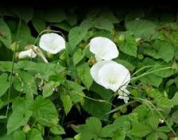The bifid petals surround a light green ovary. Battling Bindweed How To Control Bindweed