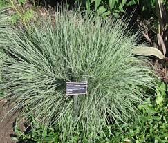 Image result for Schizachyrium brevifolium