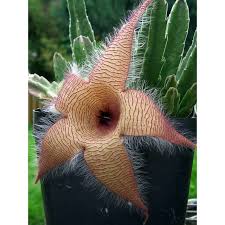 Image result for Stapelia gigantea