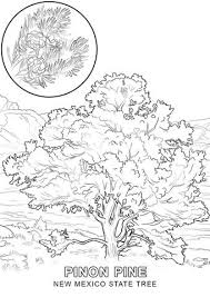 New Mexico State Tree Coloring Page From New Mexico Category Select From 24659 Printable Craft Tree Coloring Page Coloring Pages Free Printable Coloring Pages