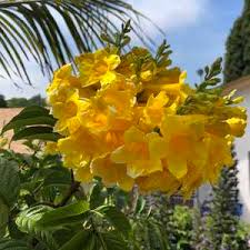 Image result for Tecoma stans