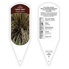 Image result for Carex tricholepis