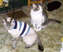 If you're a cat person or know someone who is, these crochet patterns are for you! 40 Trendy Crochet Cat Sweater Pattern Kitty Free Knitting