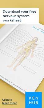 Nervous System Anatomy Practice Quizzes And More Nervous System Anatomy How To Study Anatomy Nervous System
