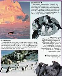 Birds That Look Like Penguins But Can Fly Penguin Facts Penguin Place Penguin Facts Penguins What Is Like