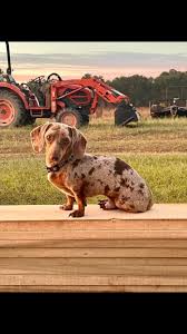 My sister's dog has been missing for about 3 months now this is a picture  of him there is a reward for anyone who can find him. Any information would  be greatly