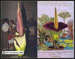 Biggest Man Eating Plant Some Carnivorous Plant Photos