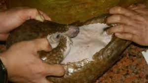 Cooking and purchase of pangolins for food consumption are also banned. China Investigates Eating Of Endangered Pangolin Amid Public Outcry Youtube