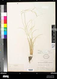 Image result for Aristida scabrivalvis
