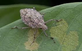 Repels stink bugs and other pests. Stink Bug Identification
