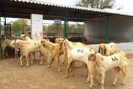 Jamunapari Breeding Bucks Poultry Farm Livestock Farming Chicken Farm