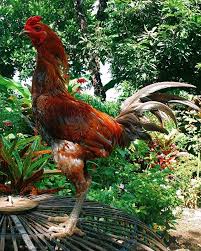 Yuk, simak langsung resepnya dibawah ini. Ayam Mangon Sejarah Ciri Ciri Keistimewaan Duniabinatang Net