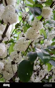 Image result for Pleiocarpa