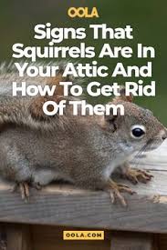 Trapping of ground squirrels could be conducted following the use of fumigants or rodenticides to further reduce populations. 42 Humane Pest Control Ideas Roof Rats Pest Control Feral Cats