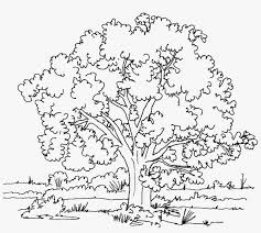 In coloringcrew.com find hundreds of coloring pages of nature and online coloring pages for free. Nature Drawing Realistic Tree Coloring Pages Png Image Transparent Png Free Download On Seekpng