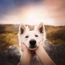 Dog Portraits By Kristyna Kvapilova Dog Portrait Photography Dog Photograph Dog Photoshoot