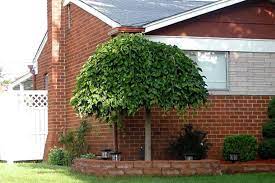 Column shaped trees weeping willow number 1 choice for wide umbrella shaped shade. Find Your Weeping Tree Love Match Wsj